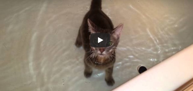 Besitzer stellt die Katze in die Badewanne – dessen Reaktion darauf fasziniert nun Millionen