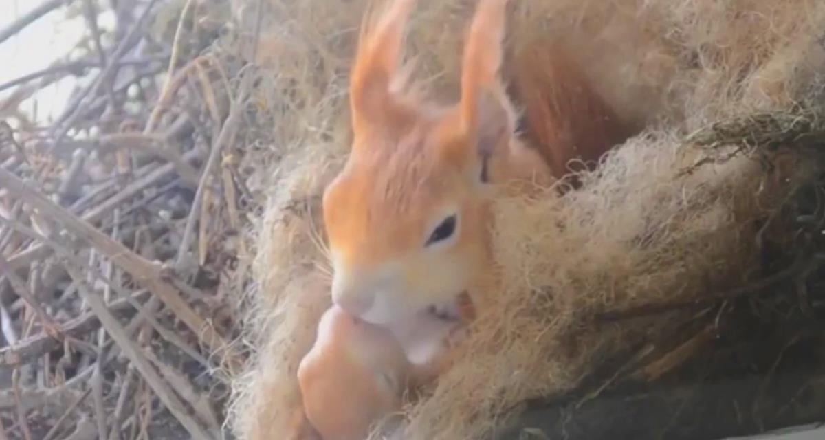 Vor dem Fenster ihres Hauses baute das Eichhörnchen ein Eichhörnchenhaus und jetzt wohnt dort eine ganze Familie Solche ungewöhnlichen Nachbarn!