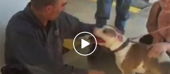 Sein Hund wurde vor 7 Monaten gestohlen – schau, wie er reagiert, als sein Besitzer ins Tierheim kommt
