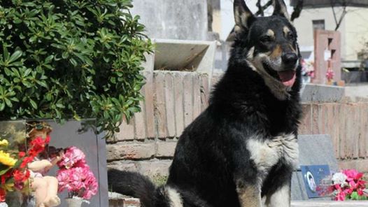 Treuer Hund, der 11 Jahre das Grab seines Besitzers bewachte, verstarb kürzlich