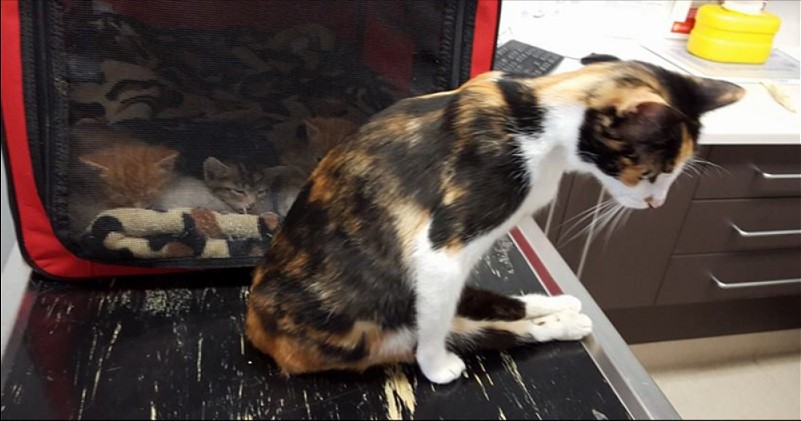Die Katze, die gelähmt war, konnte zu ihren Kätzchen kriechen
