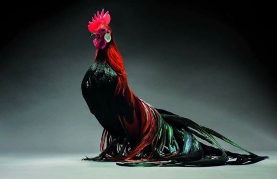 Fotografen stellen die 20 schönsten Hühner der Welt vor.