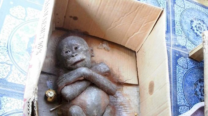 Baby-Affe wird „mumifiziert“ in einer Pappschachtel entdeckt – sehen Sie seine unglaubliche Verwandlung