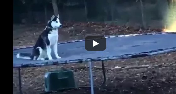 Husky springt wie verrückt auf dem Trampolin – doch dann wird er vom Besitzer überrascht