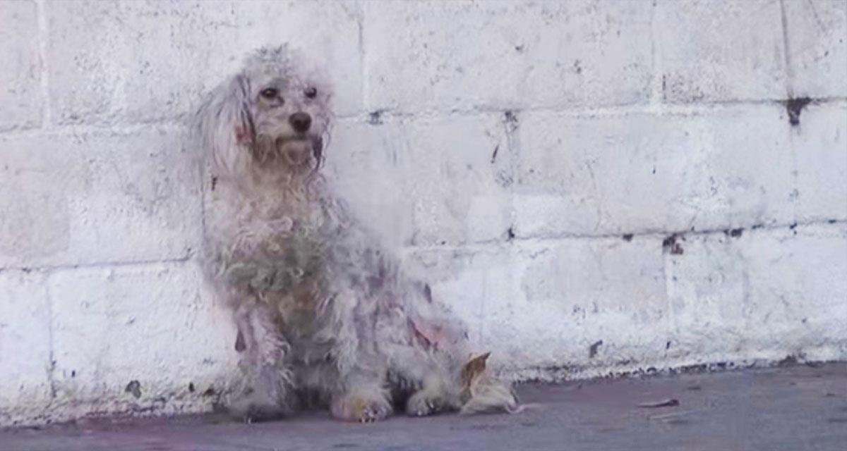 Dieser Hund wurde überfahren ... Eine Geschichte, die man ohne Tränen nicht lesen kann