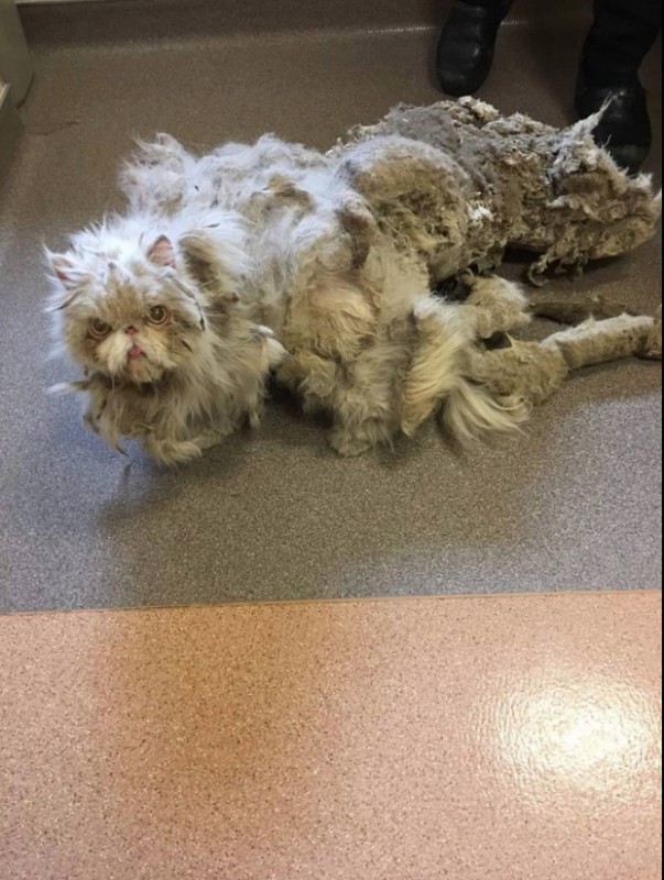 Katze aus Keller gerettet und von 3,5kg Fell befreit.