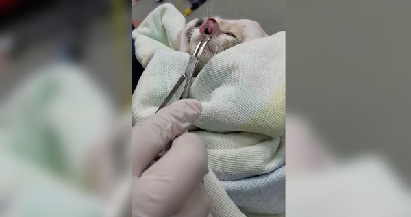 Die Nase des Kätzchen begann anzuschwellen – bis der Tierarzt etwas Erschreckendes entdeckt!