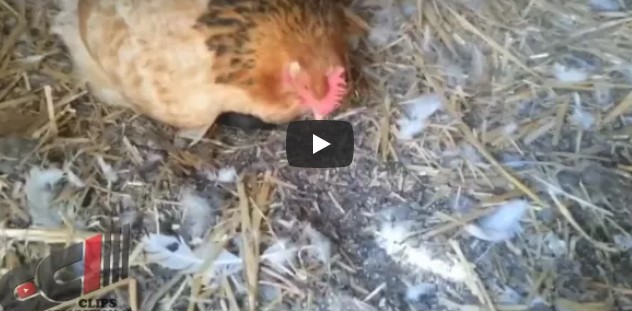 Der Bauer bemerkt, dass die Henne sich eigenartig benimmt – bis er sieht, was sie versteckt