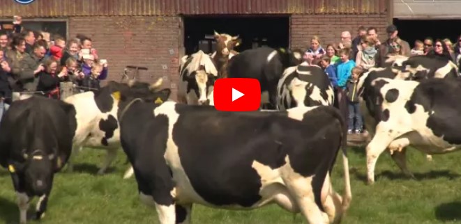 Diese Kühe waren lang eingesperrt – schau, als sie endlich wieder nach draußen können
