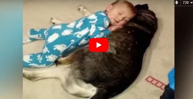 Das Baby schläft immer wieder ein – die Reaktion des Hundes lässt uns einfach dahinschmelzen