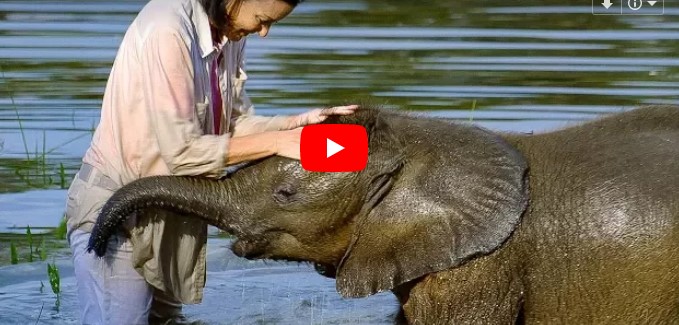 Das Elefantenbaby überwindet seine Angst vor dem Wasser – nach monatelanger Therapie