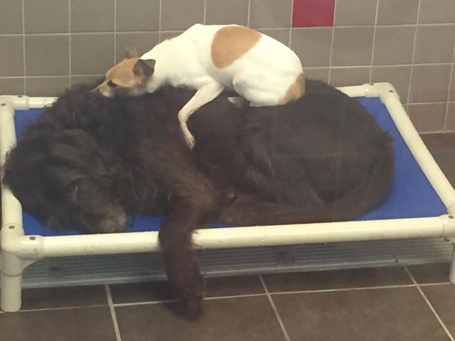 Hunde weigern sich, sich im Tierheim voneinander zu trennen – die Pfleger machen ein einziges Mal eine Ausnahme