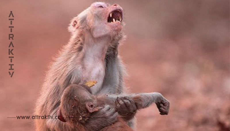 Affenmutti zeigt ihre wahren Gefühle, als sie ihr Baby hält – So rührend!