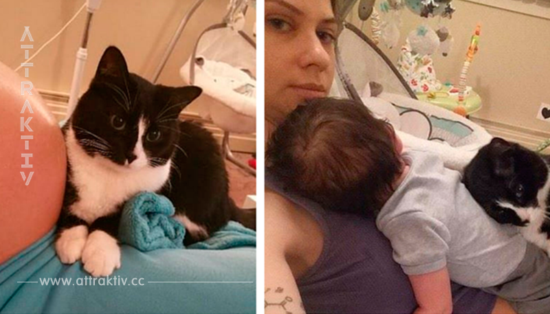 Diese Katze kümmert sich um ihren kleinen Bruder, schon vor seiner Geburt