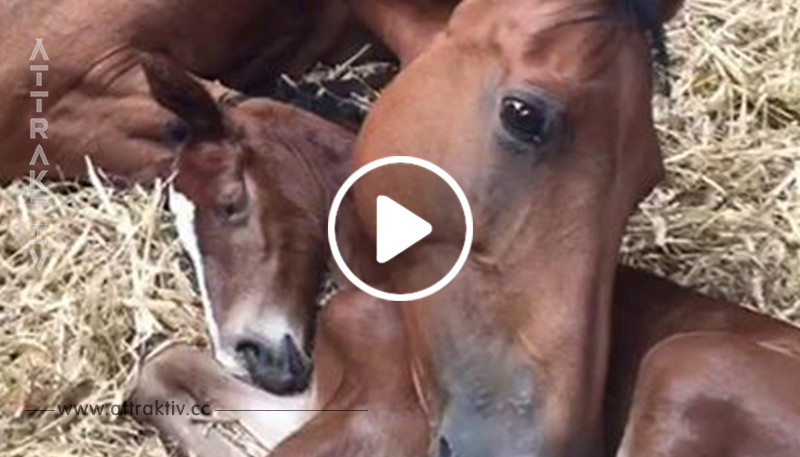 Das Pferd ist untröstlich, als ihr Fohlen bei der Geburt stirbt – die Tierärzte kommen auf eine tolle Lösung