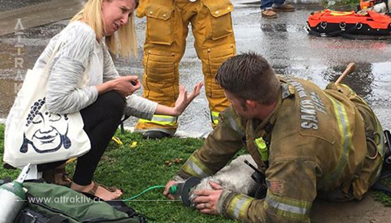 Die Frau schreit, während der Feuerwehrmann versucht, ihren Hund zu retten. 20 Minuten lang weigert er sich aufzugeben – bis ein Wunder geschieht.