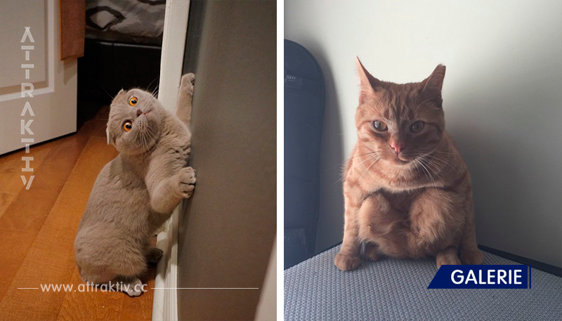 17 Fotos beweisen, dass Katzen nicht immer elegant sind.