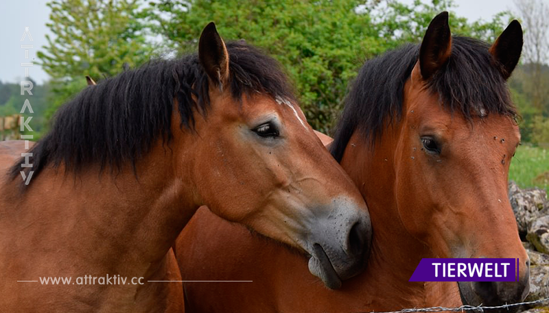 Annette gründet Altenheim für Pferde – um Pferden im Ruhestand einen wundervollen Lebensabend zu schenken