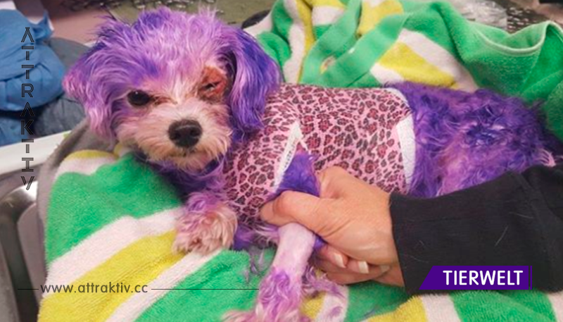 Hund wurde schwer verbrannt – nachdem sich der Besitzer im Salon mit Haarfarbe für Menschen spielte