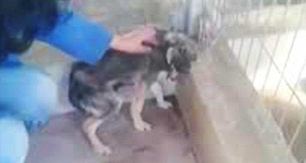 Dieser Hund wurde zum ersten Mal in ihrem Leben gestreichelt! Ihre Reaktion wird Sie zum Weinen bringen!