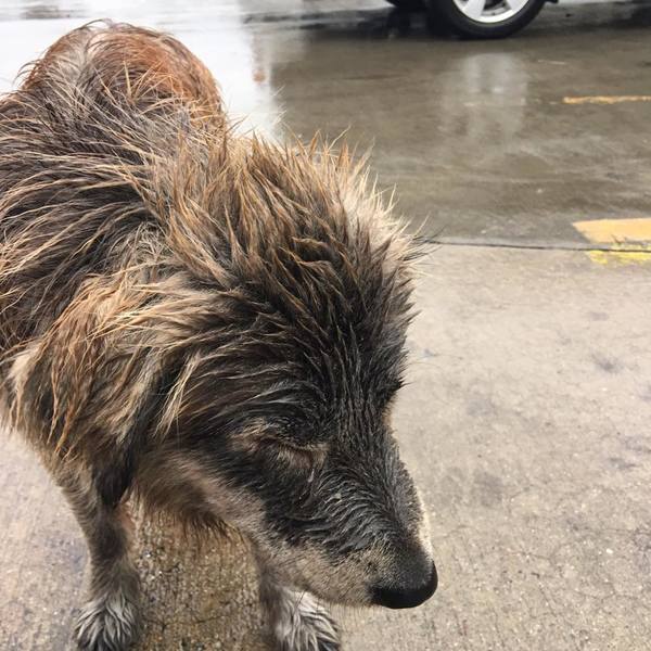 Verlassenes Hündchen zittert vor Verzweiflung im Regen – bis eine Tierfreundin vorbeikommt und ihr jede Angst nimmt