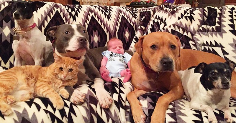 4 Hunde und eine Katze kümmern sich um ein neugeborenes Baby!