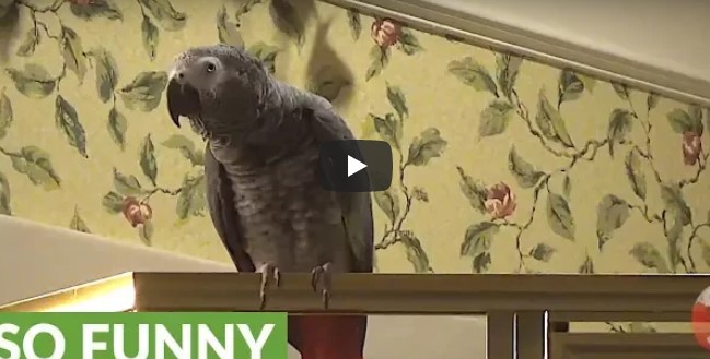 Dieser Papagei hat gelernt, sehr gut zu sprechen – einfach beeindruckend zu sehen!