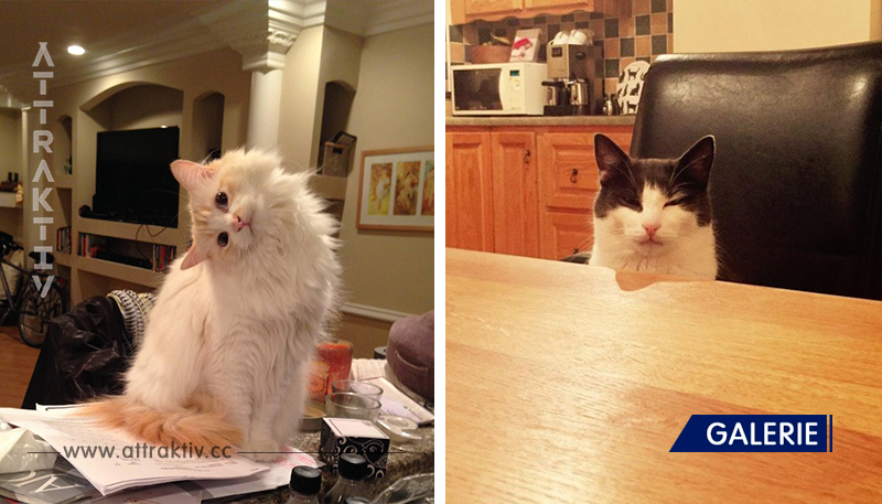 Katzenfotos von Snapchat, die jeden zum Lachen bringen.