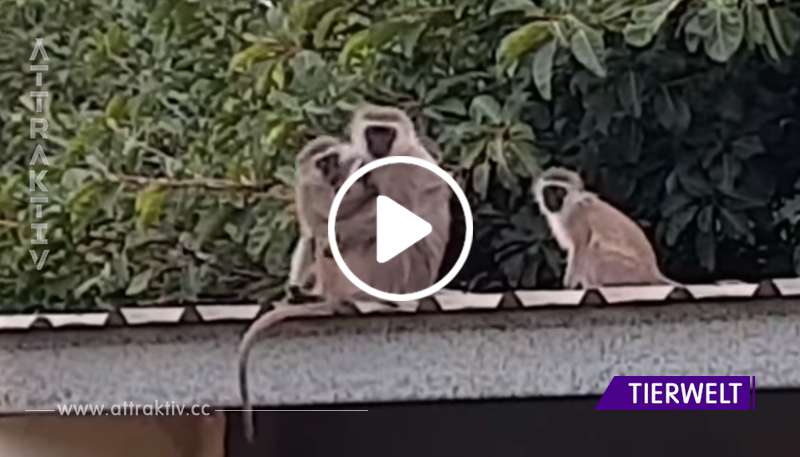 Video: Affenmutter hält ihr vermisstes Kind fest in den Armen.