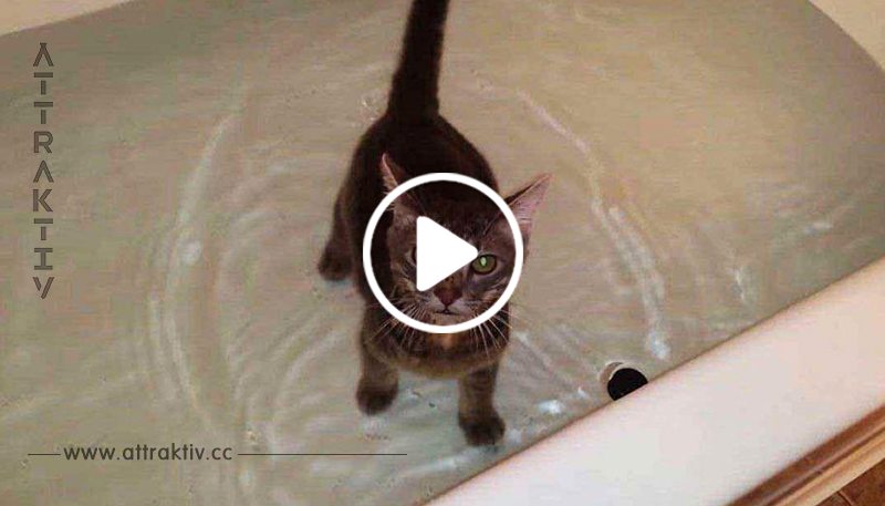 Der Besitzer stellt die Katze in die Badewanne – dessen Reaktion darauf fasziniert nun Millionen