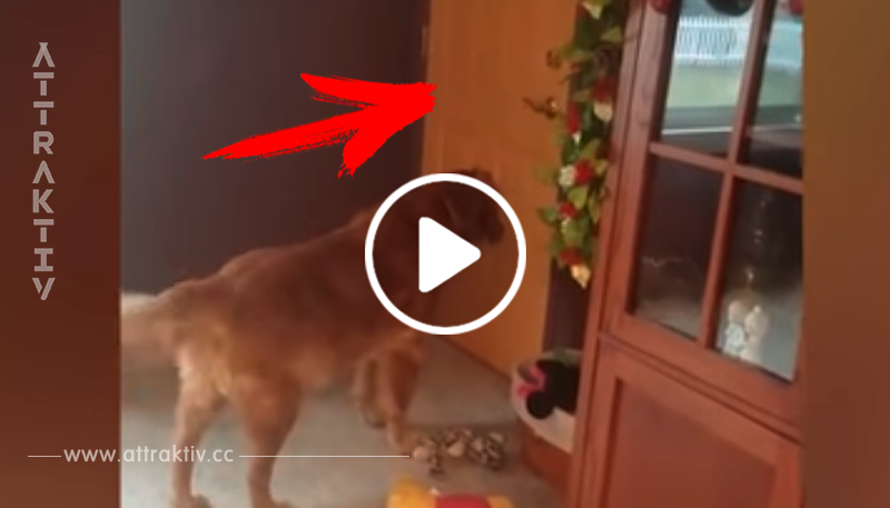 Älterer Hund bekommt ein Weihnachtsgeschenk – schau dir seine Reaktion an, als er sich etwas bewegen sieht