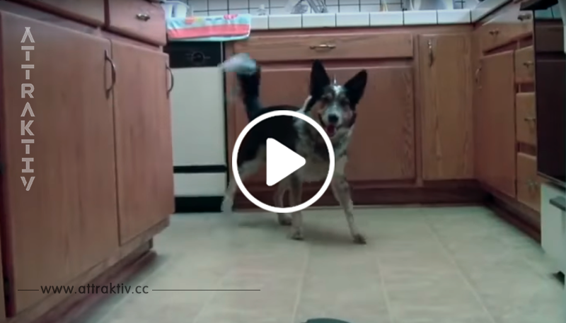  Der Hund ist dabei, seinen Besitzer anzupinkeln – aber schau, was einen Moment später passiert!