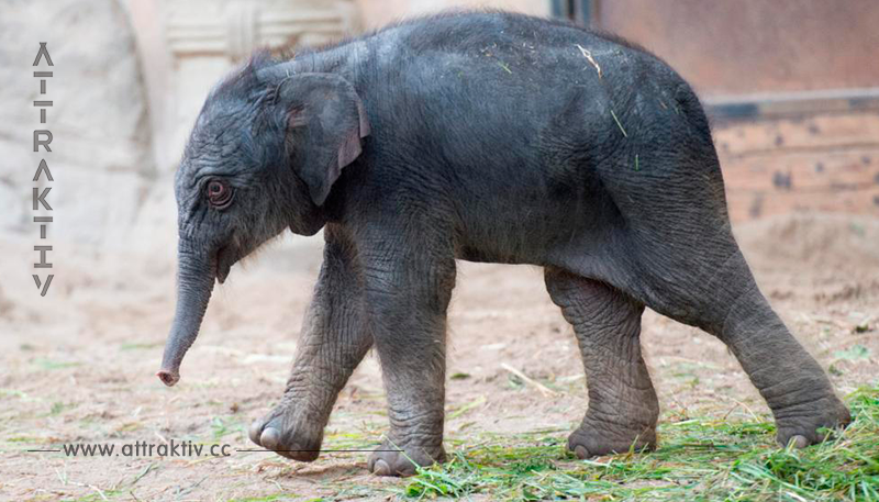 Elefanten-Baby Püppi ist tot!