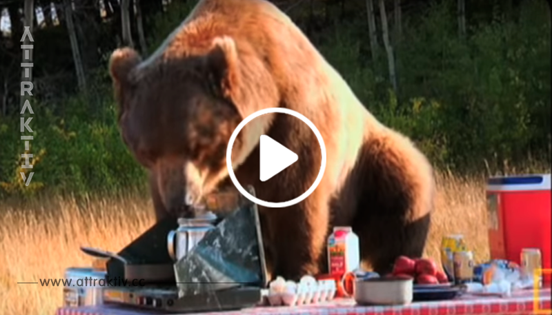 Der Mann rettet das Leben des kleinen Grizzlybär – schau, wie er sich 6 Jahre später bedankt!
