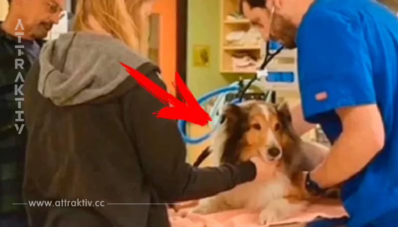 Familie verabschiedet sich von ihrem Hund, und das nur Sekunden, bevor der Tierarzt realisiert, dass es nicht nötig ist 