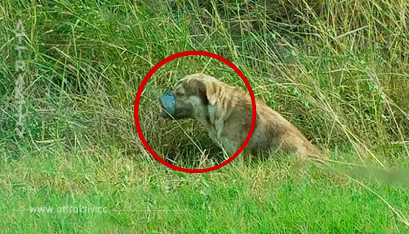 Ein Hund, der mit Tape um Maul und Pfoten zurückgelassen wurde um zu sterben, wedelt nach seiner Rettung ununterbrochen mit seinem Schwanz.