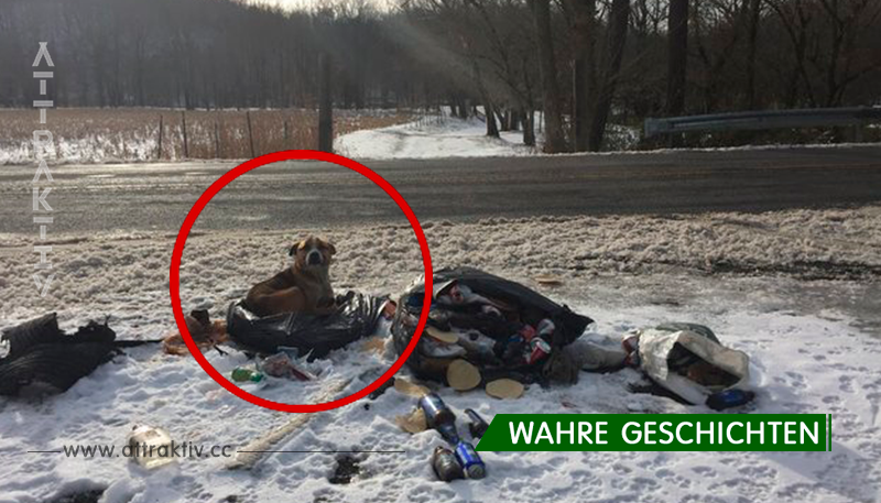 Ein Paar findet ausgesetzten Hund im Abfall – reagieren sofort und retten somit sein Leben