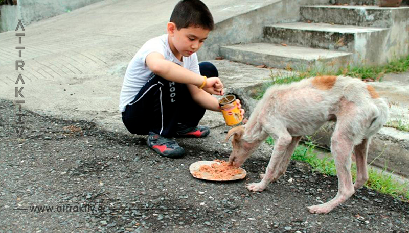 Völlig furchtlos nähert sich der kleine Junge dem ausgehungerten Hund. Als er sieht, was hier wirklich vorgeht, ist er tief berührt.