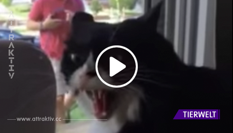 Ihr habt noch nie eine Katze gesehen, die so lautstark gegen den neuen Welpen protestiert