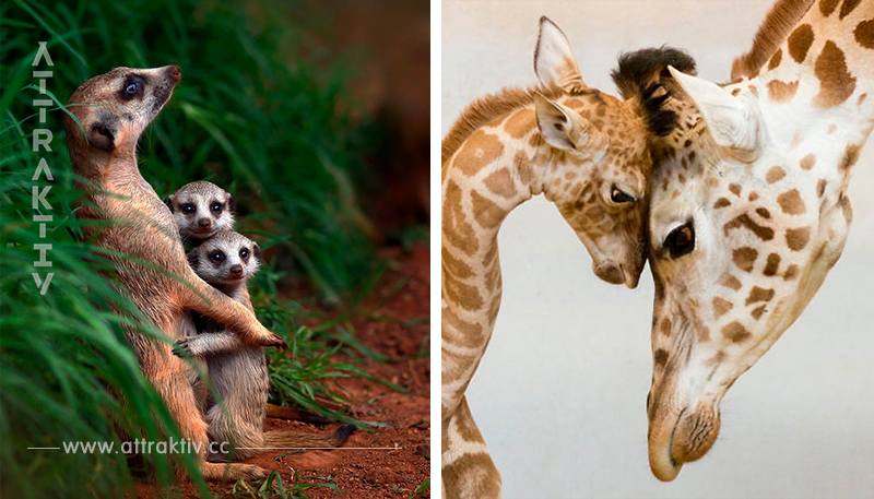 25 Fotos von Tieren mit Kindern, die uns auf keinem Fall gleichgültig lassen