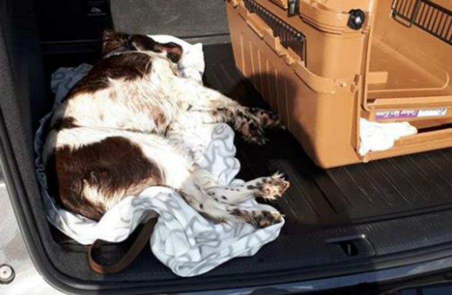 Hund starb in sehr heißem Auto, trotz der Hilfe von Passanten	