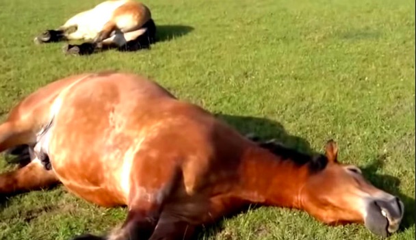 Pferde schlafen im Garten – wenn ein Mann näher kommt, kann er nicht mehr aufhören zu lachen
