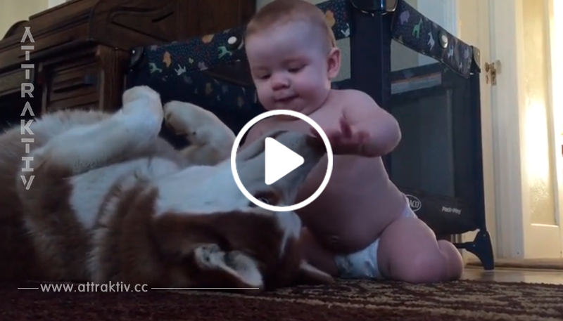 Ein Baby schleicht sich an ernsten Husky heran – die Erwiderung des Huskys ist schnell ein Riesenerfolg	