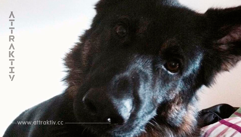 Polizeihund „Hitchcock“ kämpft um sein Leben