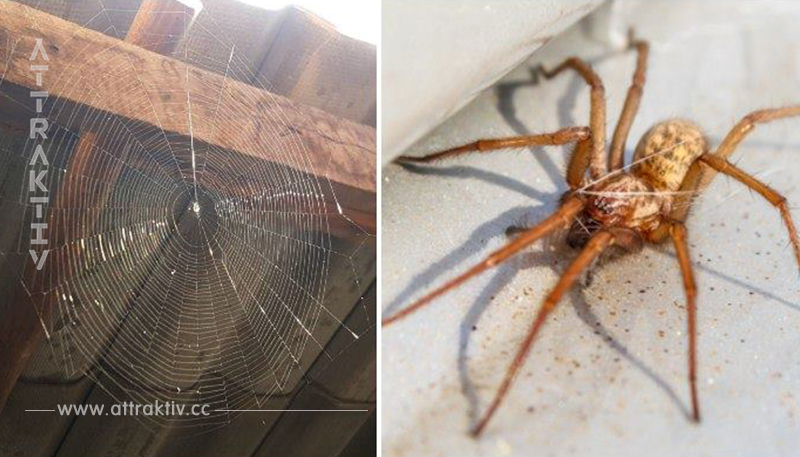 Forscher sagen: Wenn man Spinnen im Haus hat, sollte man sie nicht töten	