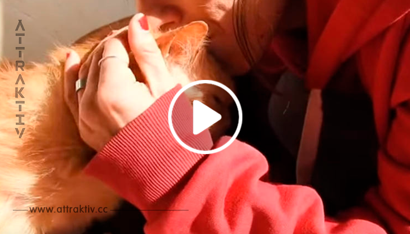 VIDEO: Diese Katze wurde ihren Besitzern zu alt   doch dank einer Helferin lebt sie wieder auf!	