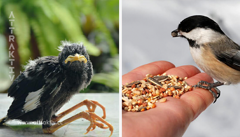 Vögel verhungern wegen Trockenheit – so kannst auch du dabei helfen, Leben zu retten