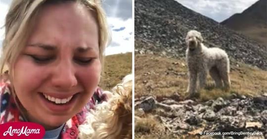 Goldendoodle, 19 Tage nach dem schrecklichen Autounfall lebendig in den Bergen aufgefunden