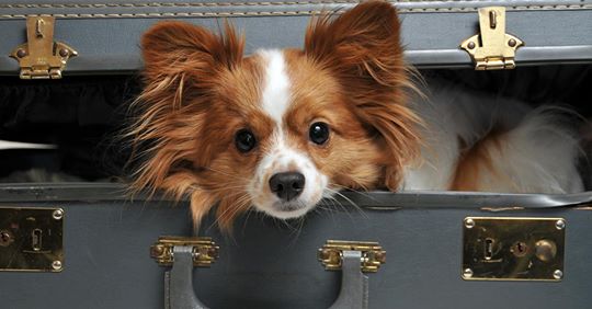 Herzerweichend! Hund im Koffer ins Krankenhaus geschmuggelt, damit sterbende Frau Abschied nehmen kann