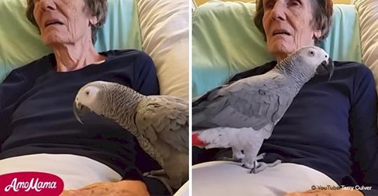 Ein Papagei trauert emotional um seinen sterbenden Besitzer und hört letzte Worte der Liebe von ihm